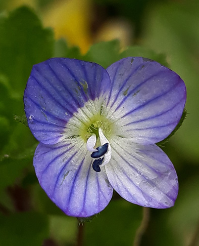 Annexe Véronique 1.jpg