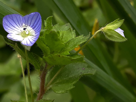 Annexe Véronique 2.jpg