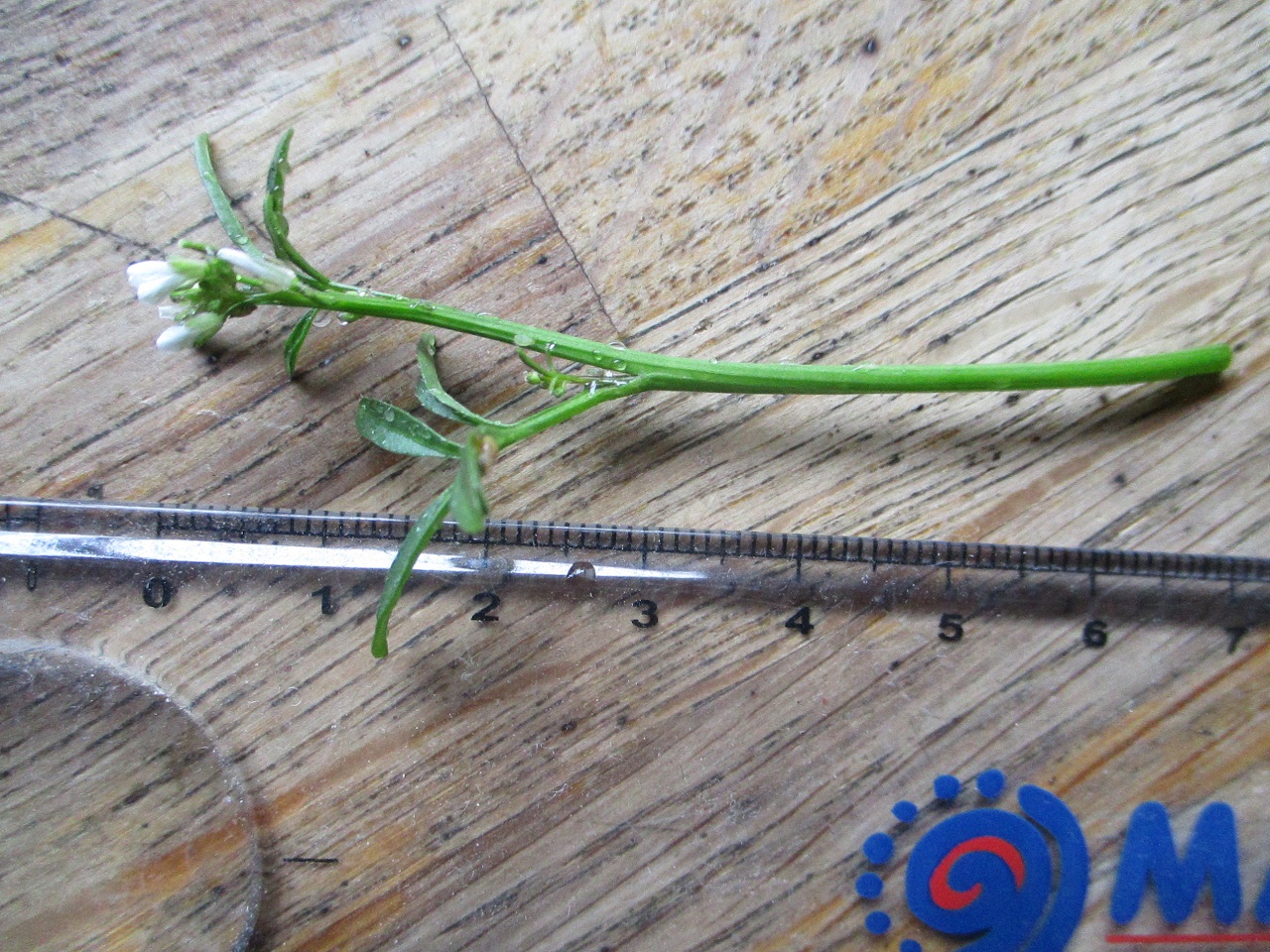 Annexe botanique 2 005.jpg