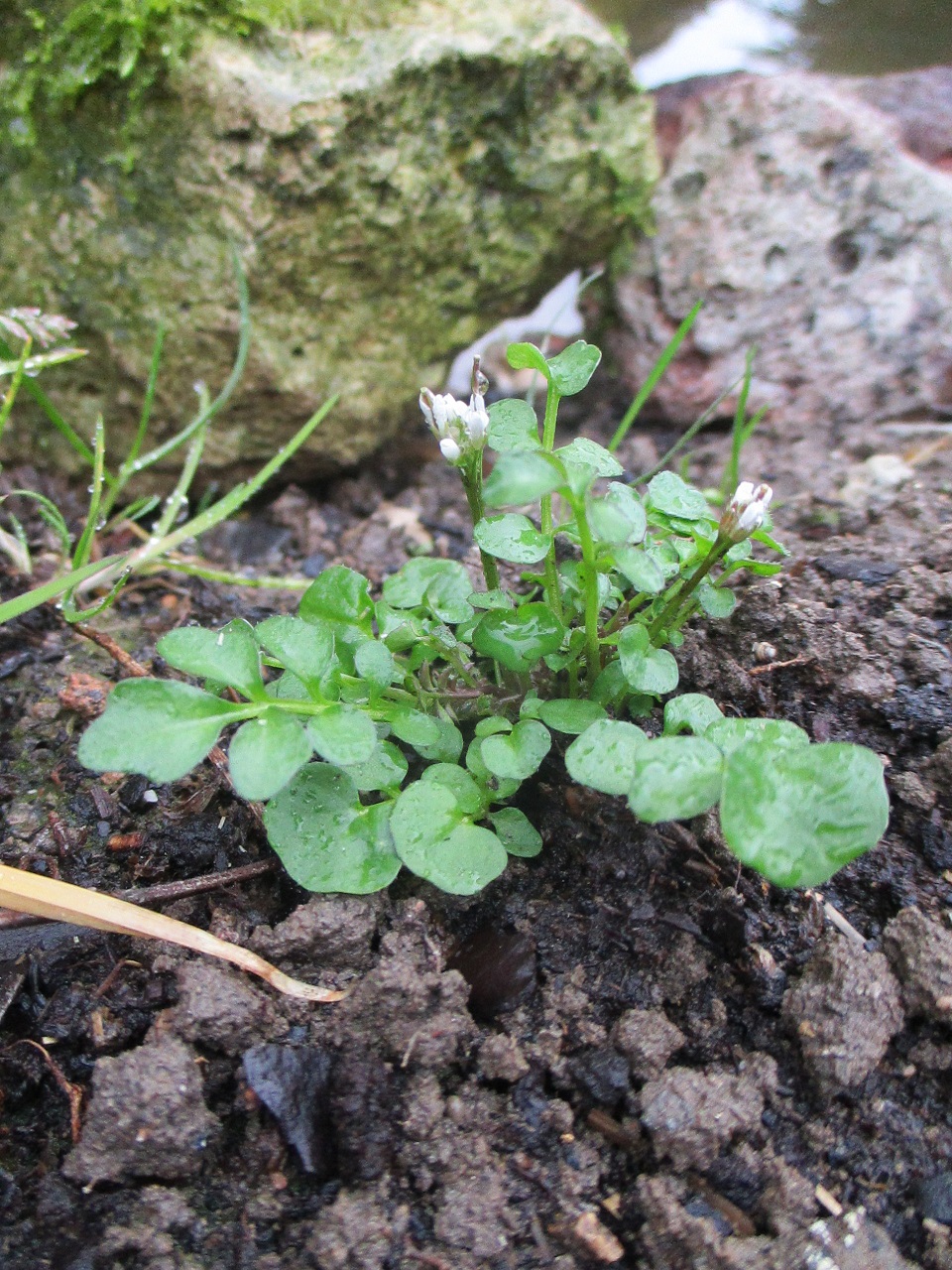 Annexe botanique 3 001.jpg