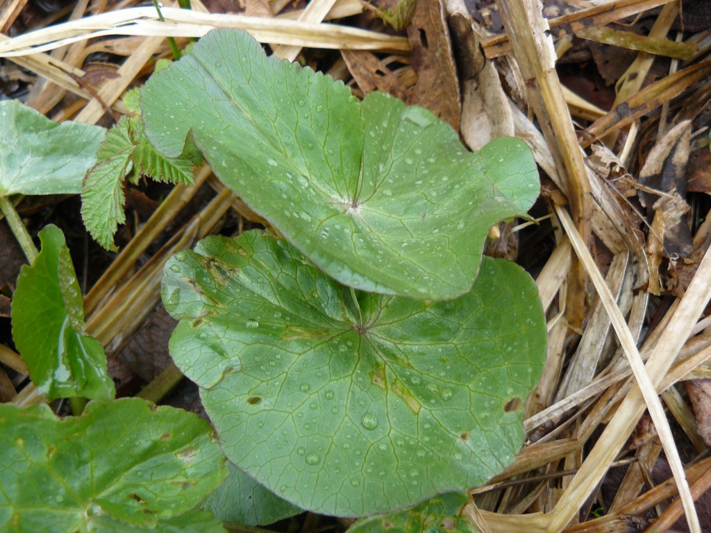 Annexe feuille populage des marais.JPG
