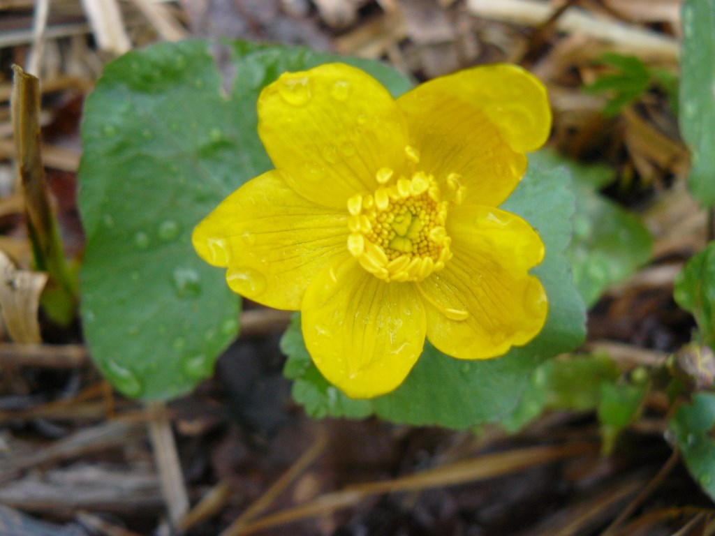 Annexe populage des marais.JPG