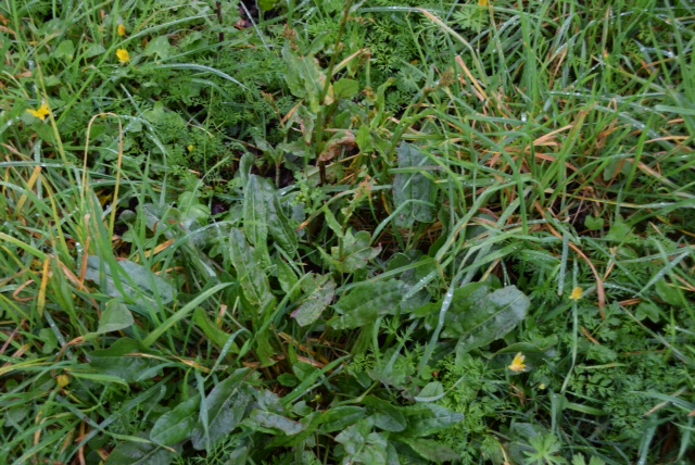 Annexe oseilleIMG_3361.JPG