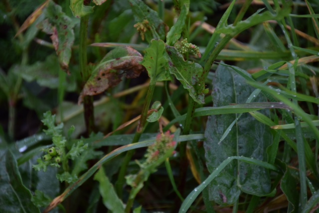 Annexe oseilleIMG_3362[20943].JPG