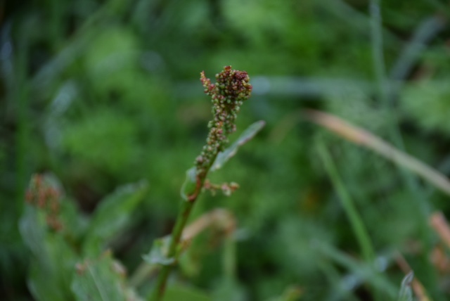 Annexe oseilleIMG_3363.JPG