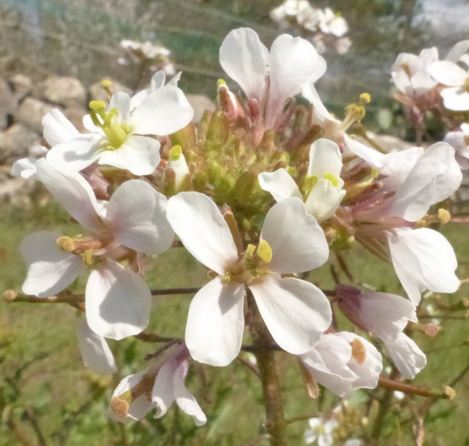 Annexe Diplotaxis erucoides 2018 03 27 b.JPG