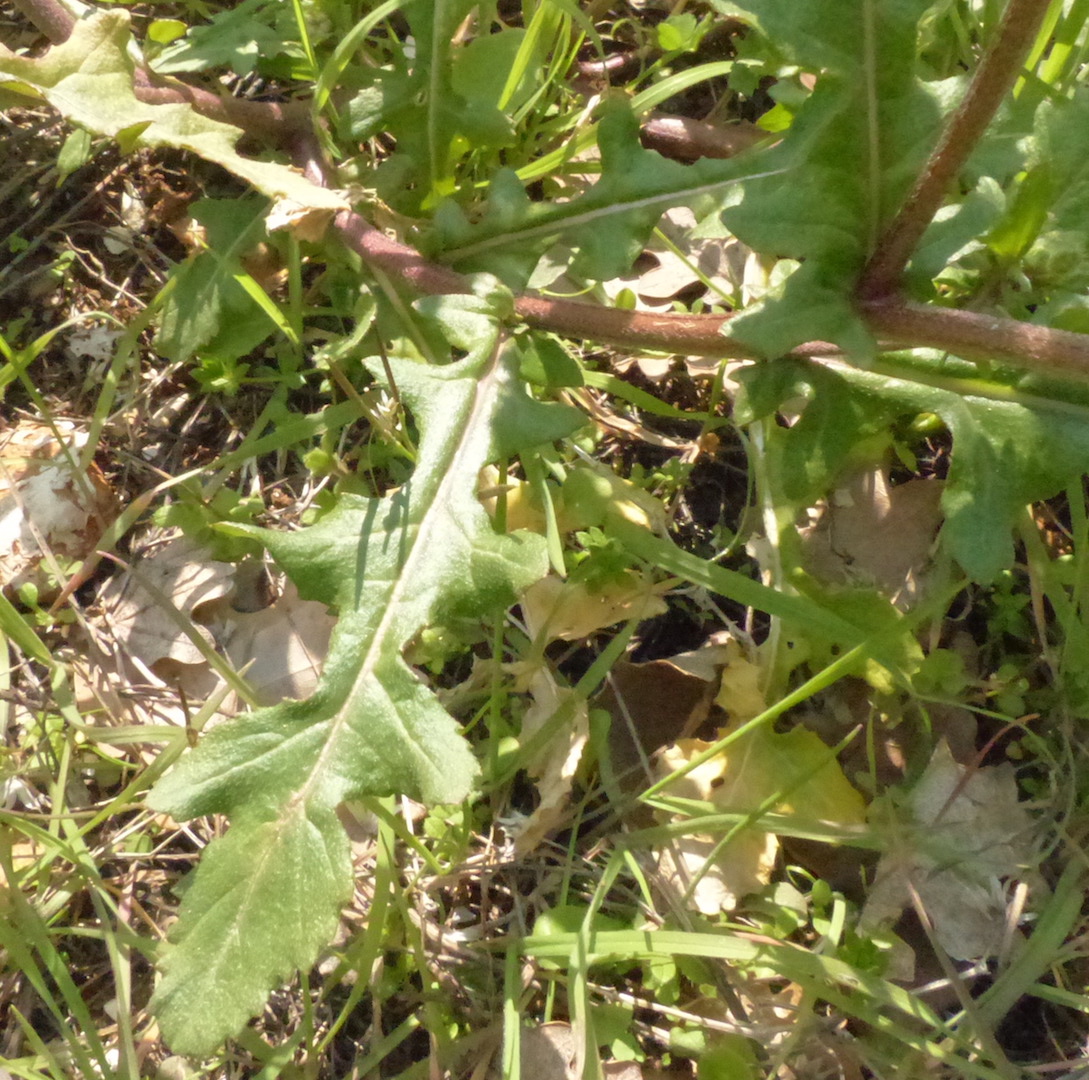 Annexe Diplotaxis erucoides 2018 03 27 c.JPG