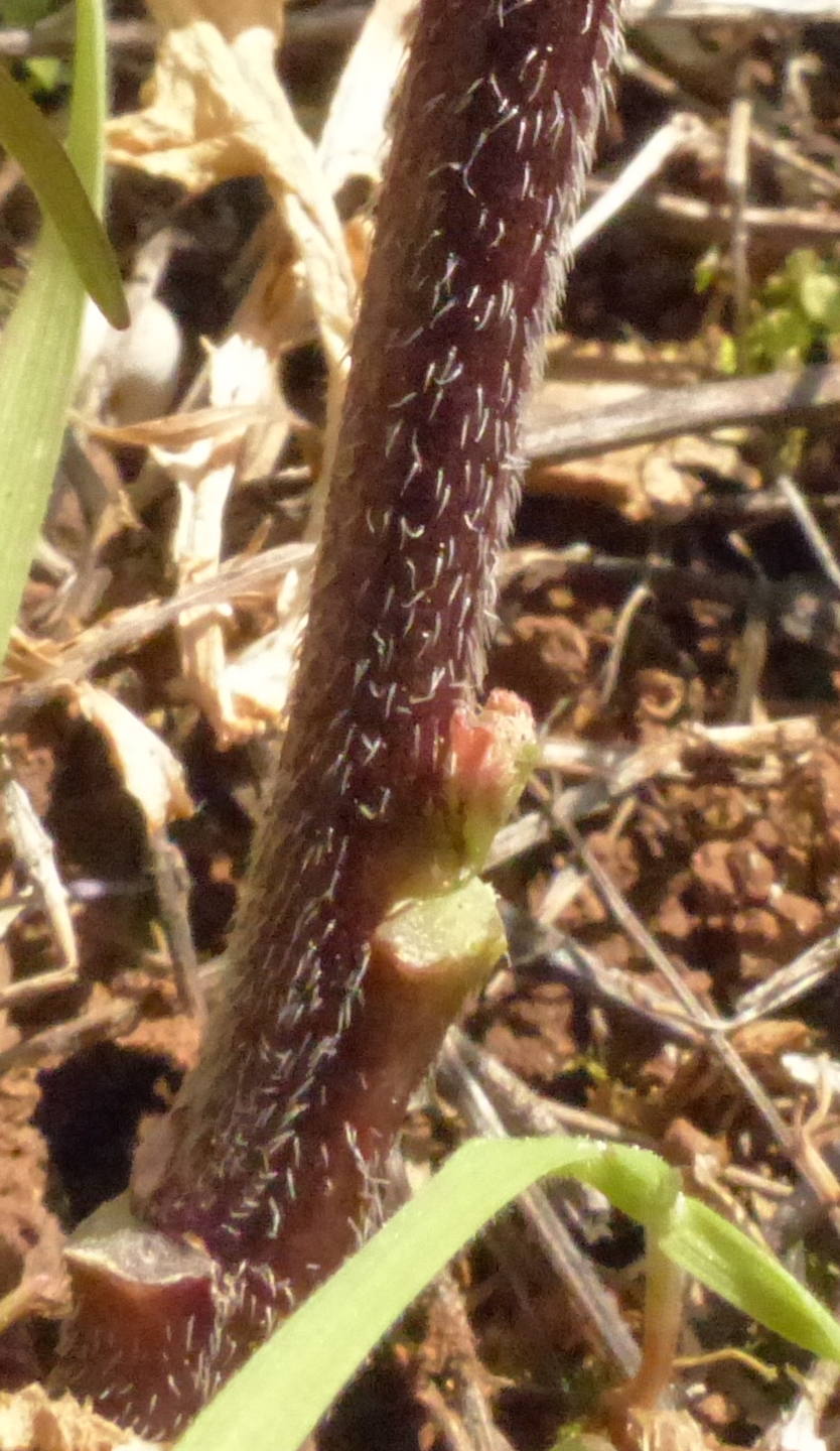 Annexe Diplotaxis erucoides 2018 03 27 d.JPG