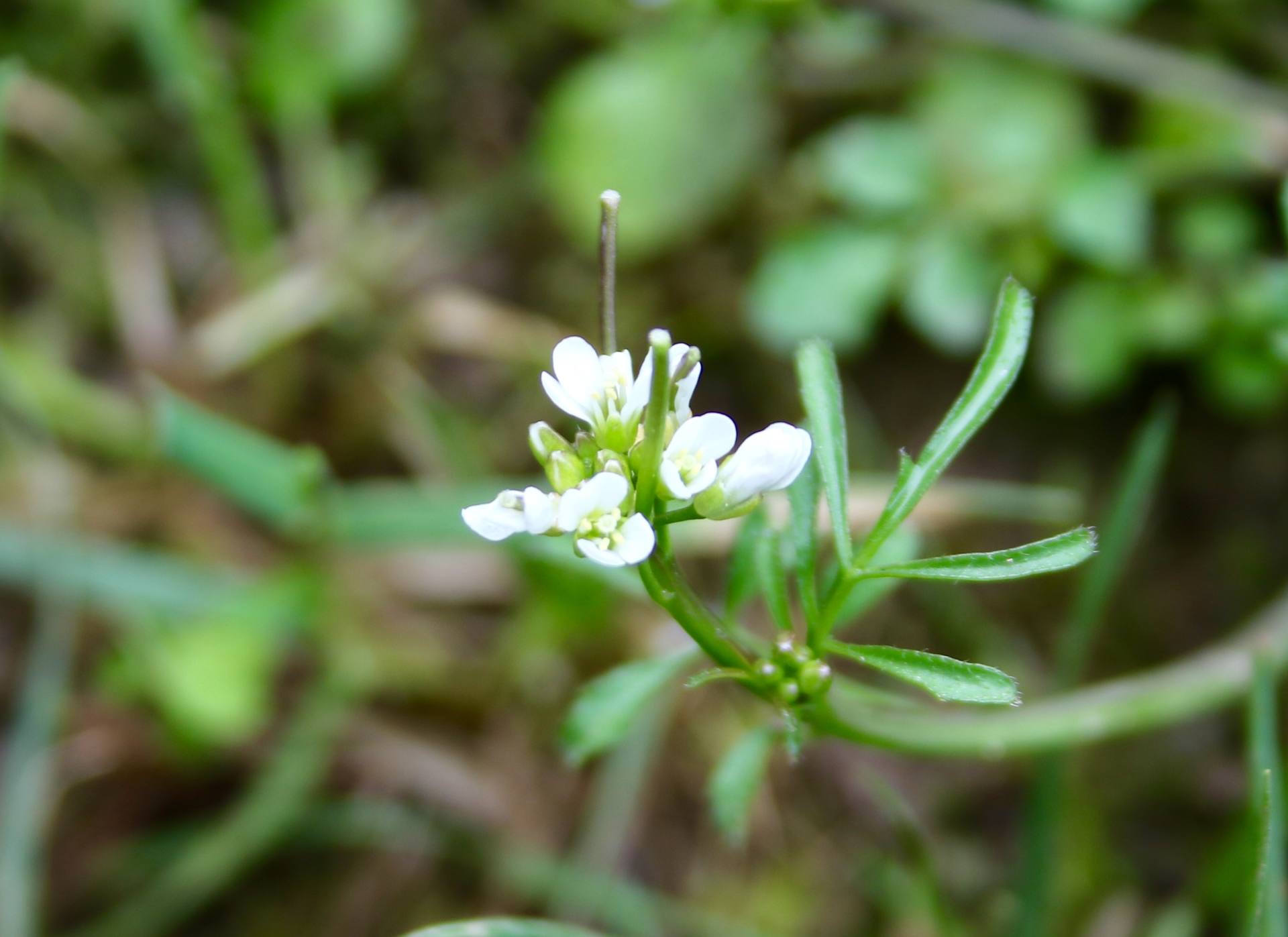 Annexe Cardamine hirsuta.jpeg