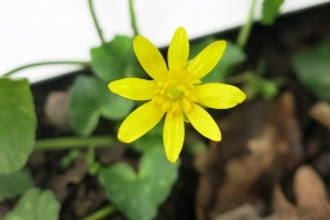 Annexe 2.Fleur_face.jpg