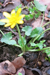 Annexe 2.Vue_globale.jpg