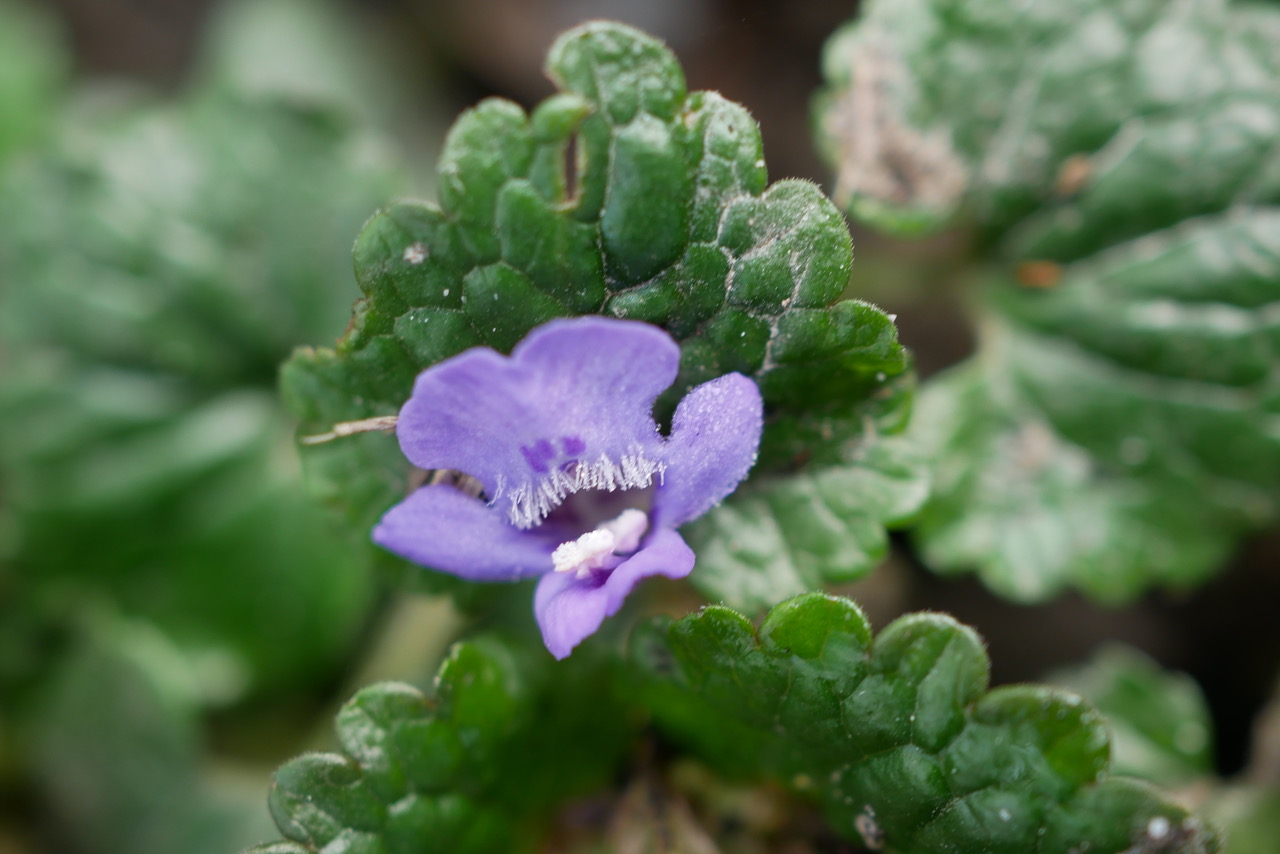 Annexe P1120920.jpeg