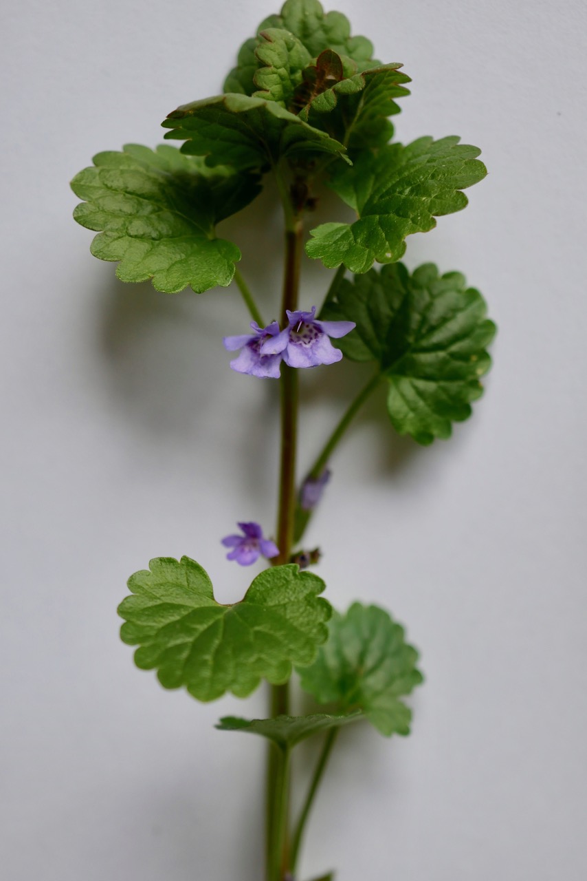 Annexe P1120947.jpeg