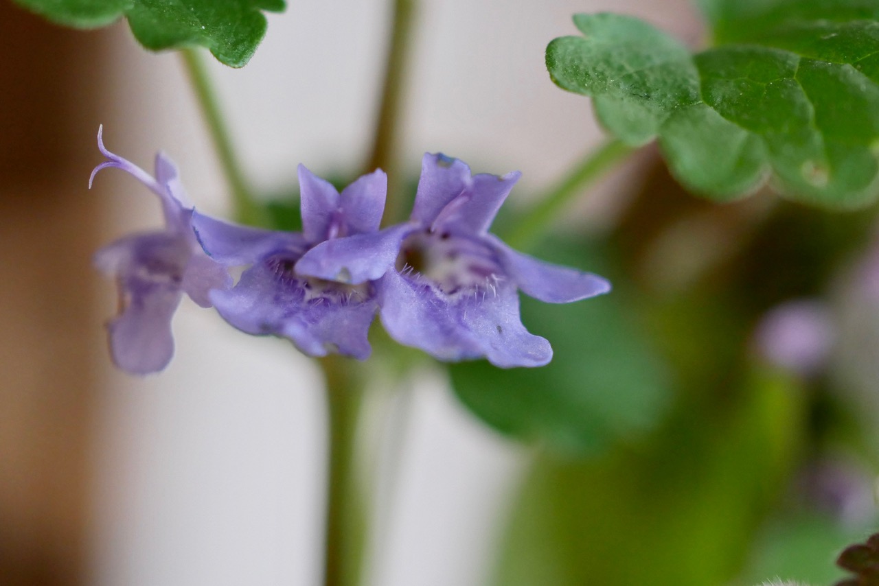 Annexe P1120952.jpeg