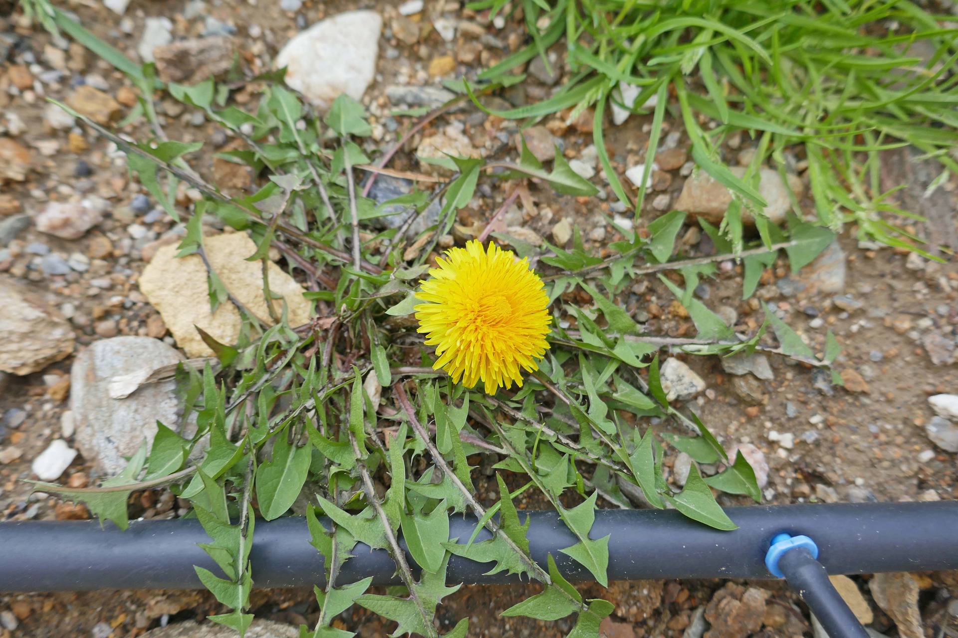 Annexe P1090449_Taraxacum.jpg