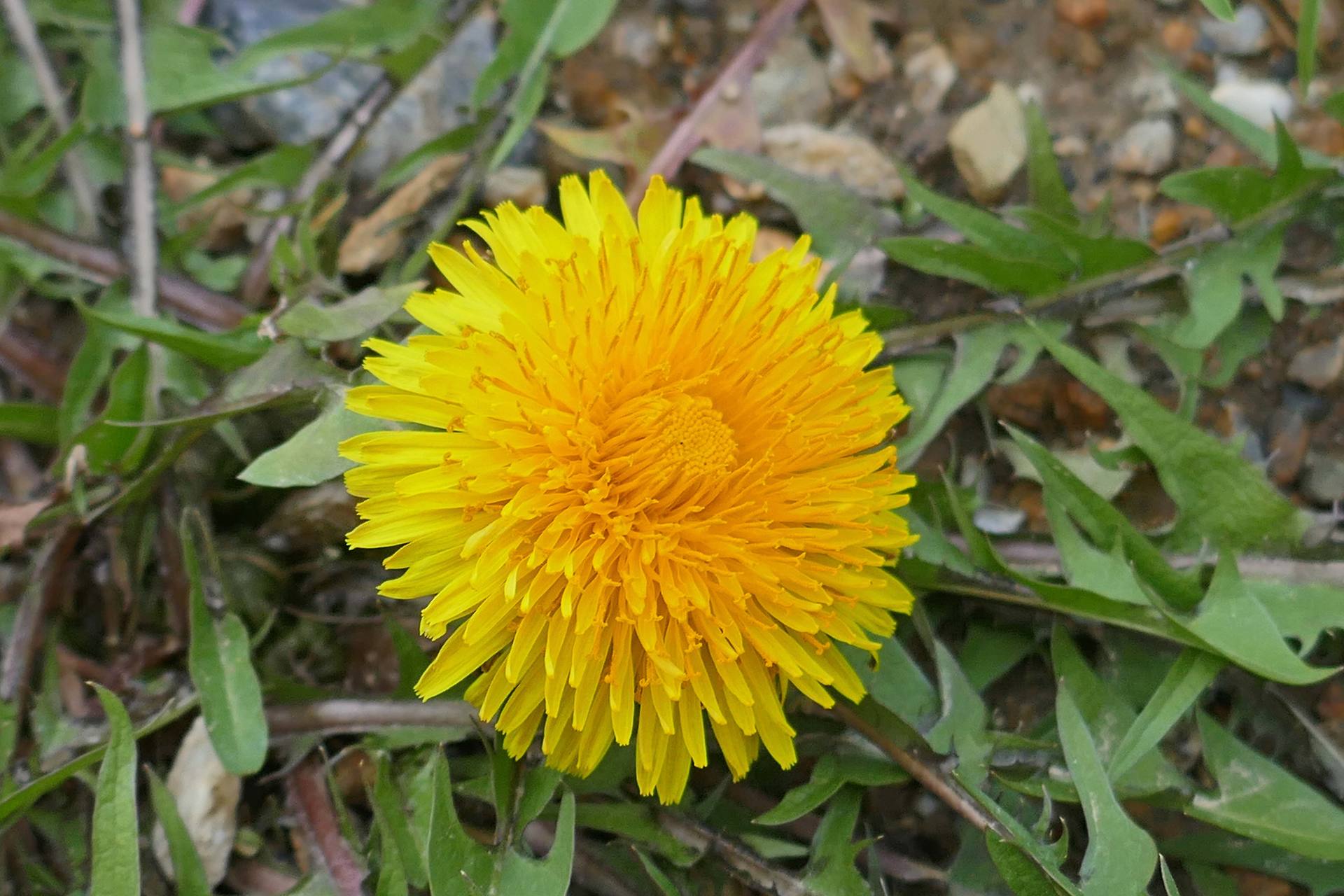 Annexe P1090450_Taraxacum.jpg