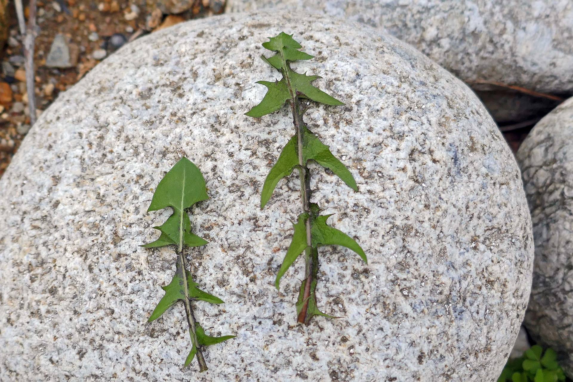 Annexe P1090452_Taraxacum.jpg