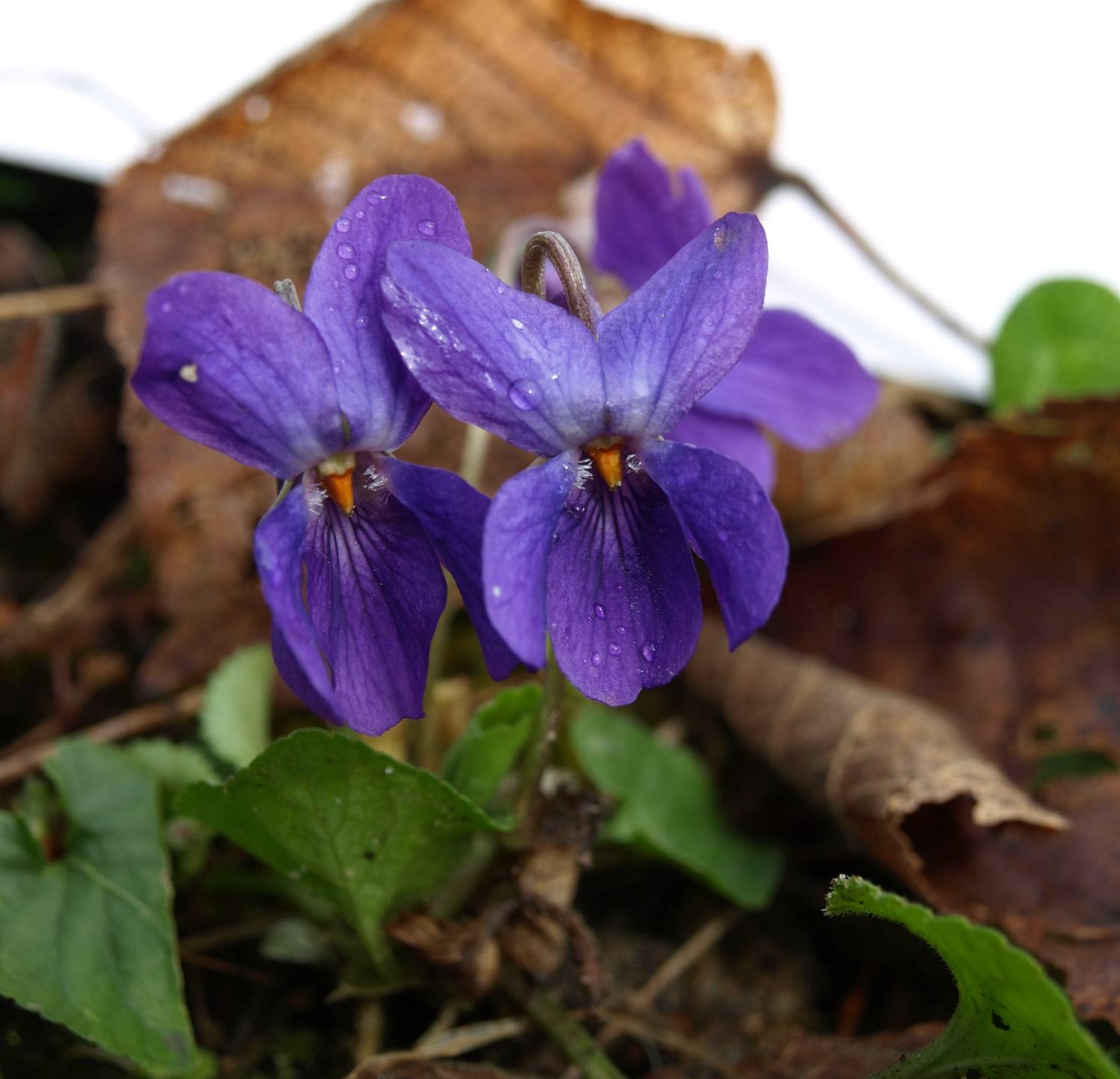 Annexe P3278297 r.jpg