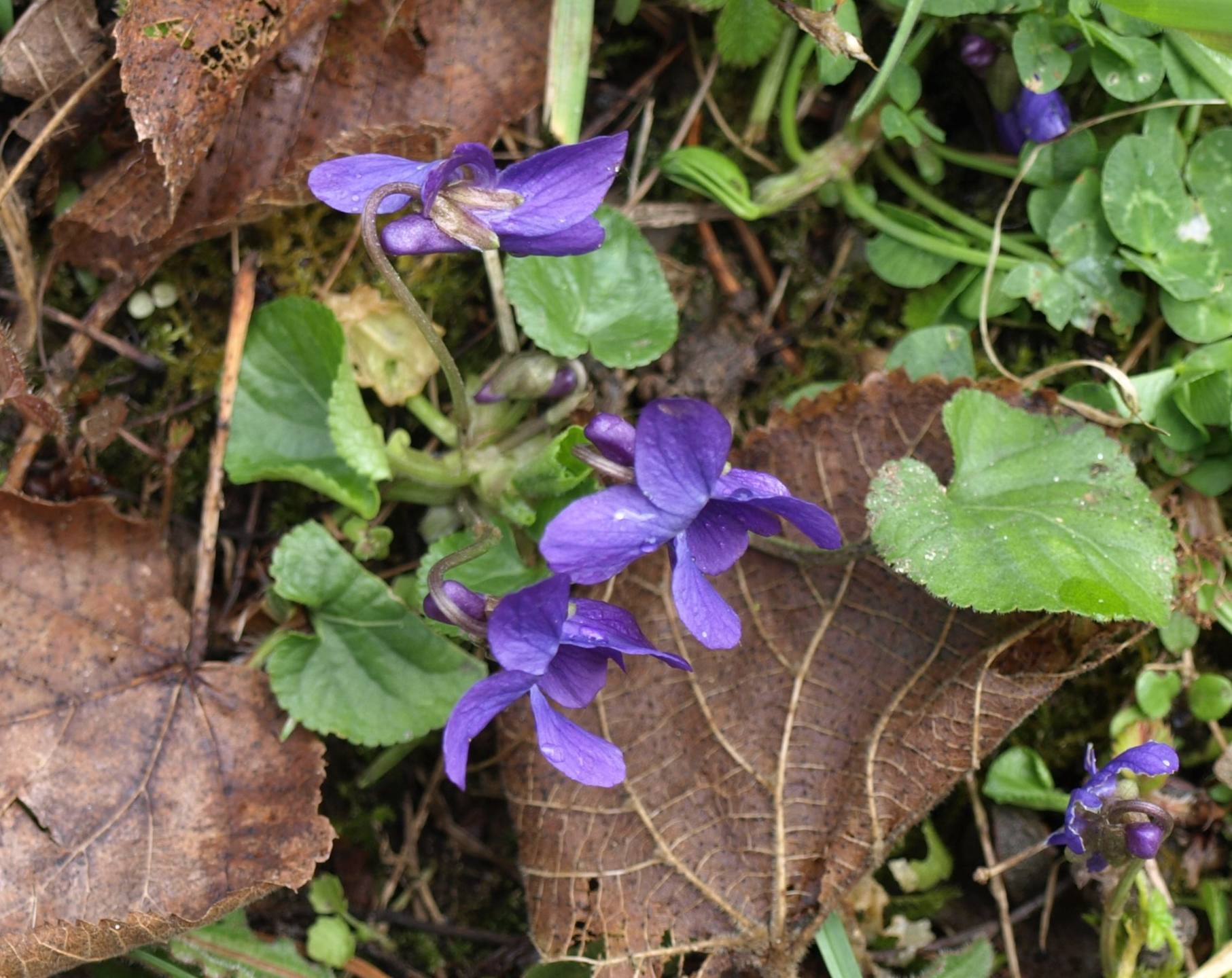 Annexe P3278301 r.jpg