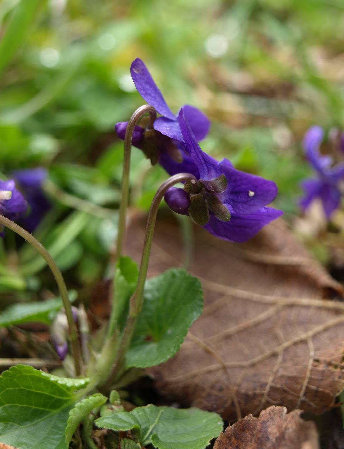 Annexe P3278303 r.jpg