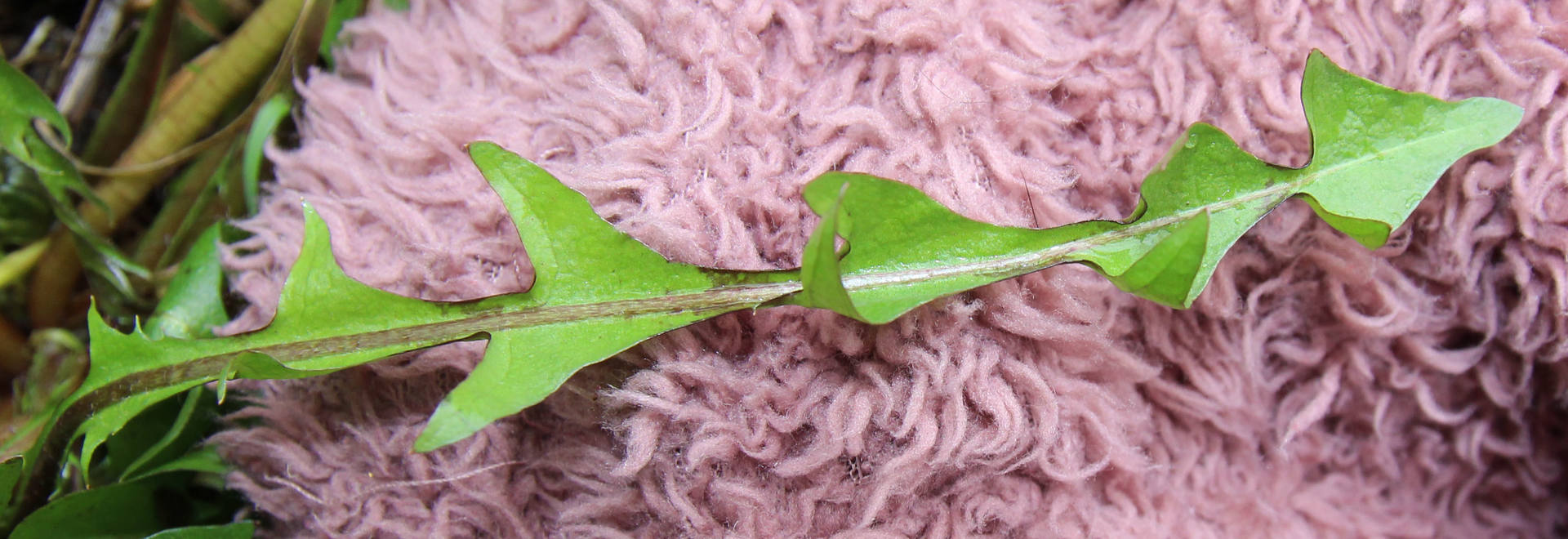 Annexe IMG_9934 copie feuille pissenlit.jpg