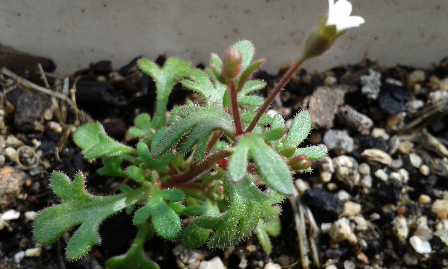 Annexe Paparazzi 2018 1.jpg