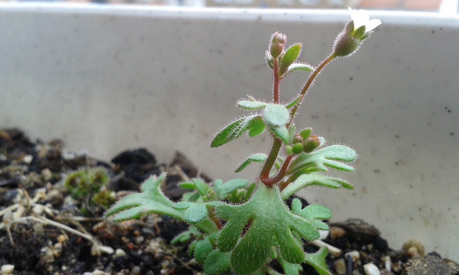 Annexe paparazzi 2018  3 .jpg