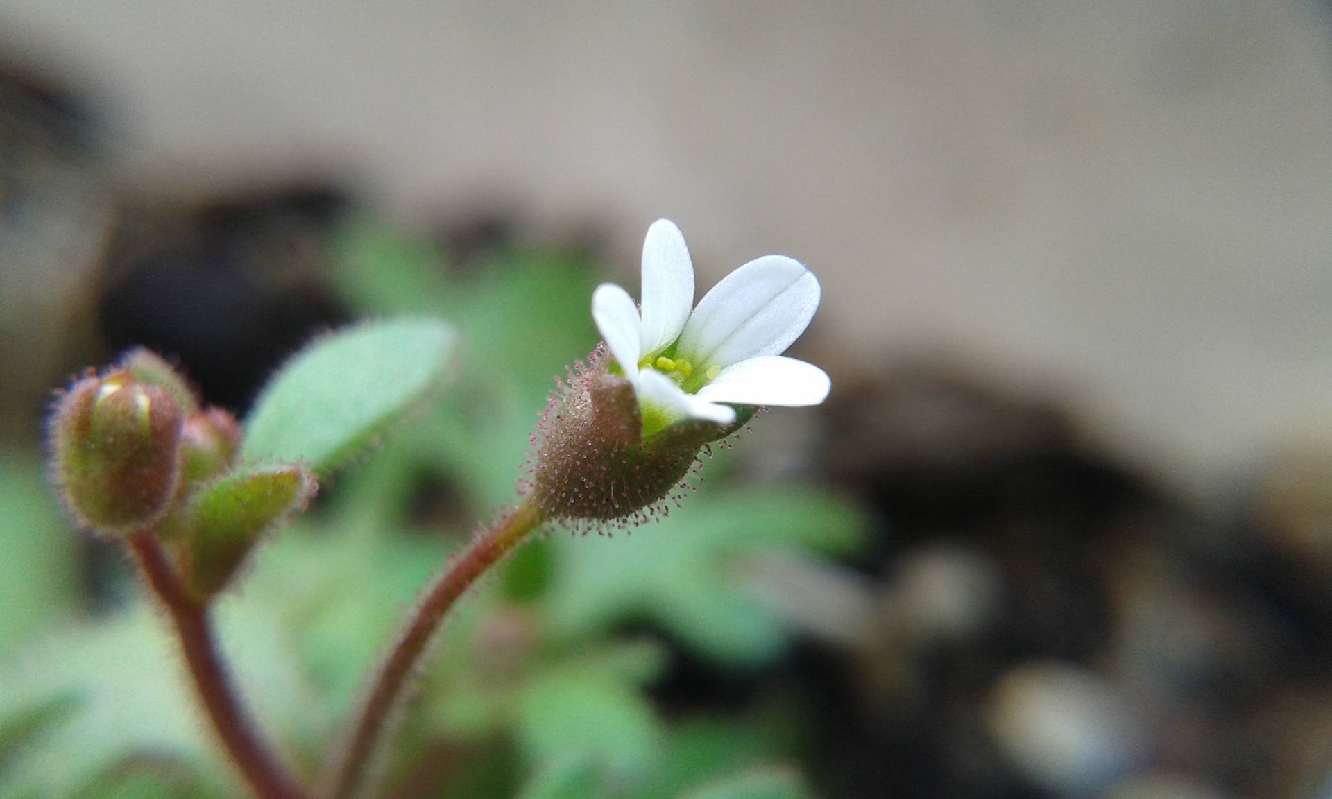 Annexe paparazzi 2018 2.jpg