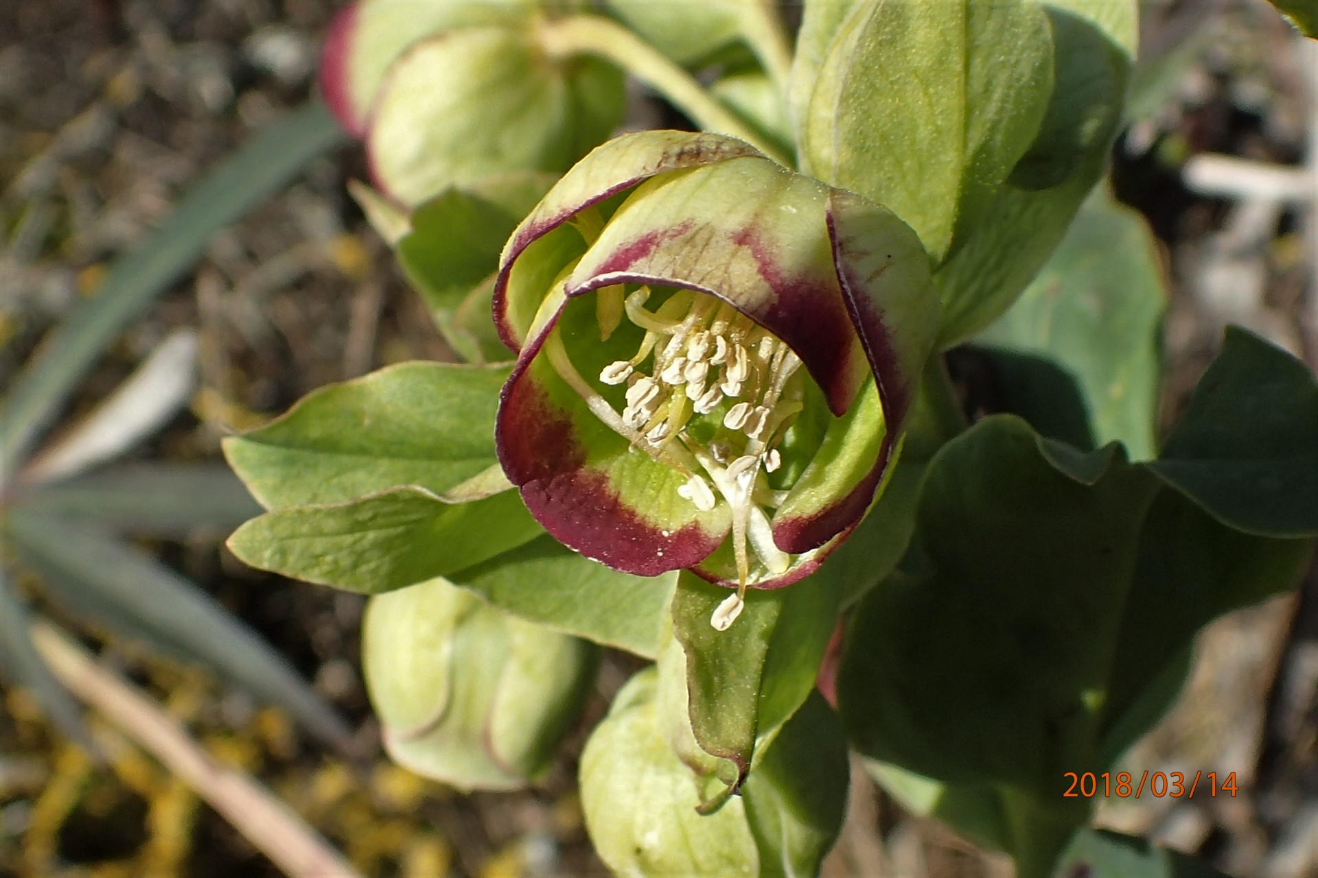 Annexe hellébore fétide 2 (1).JPG