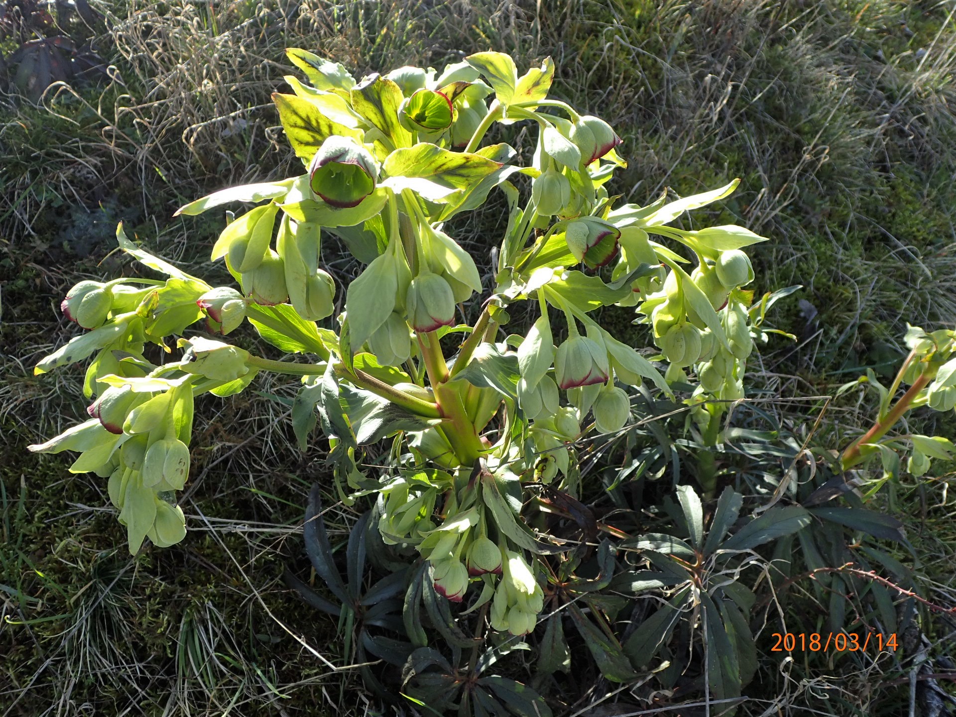 Annexe hellébore fétide.JPG