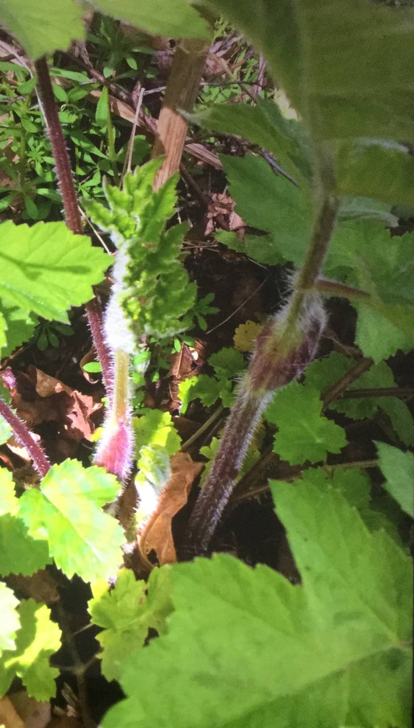 Annexe 8F30430C-2EEC-4EE6-BD3C-2B3575ED0709.jpeg