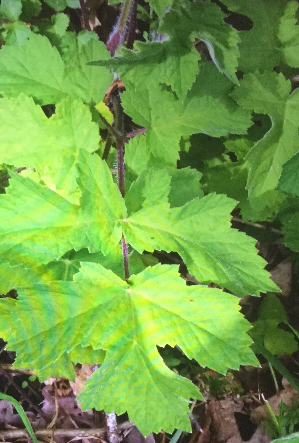 Annexe A81C3E0B-C09B-4464-8F2B-E5A6266458FC.jpeg