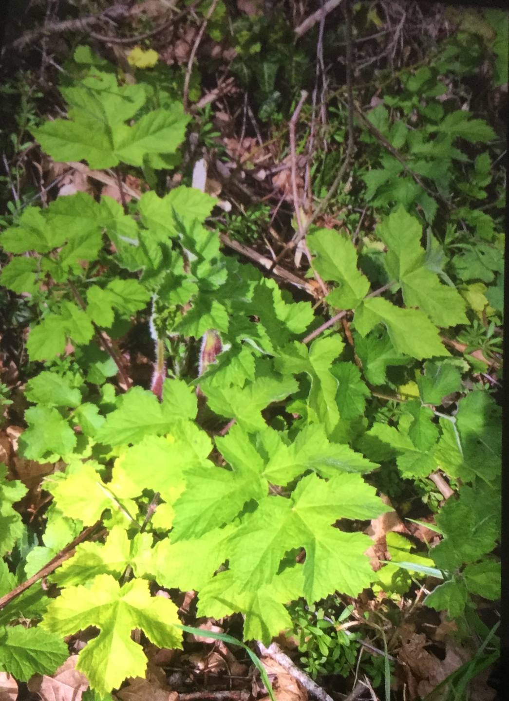 Annexe BD9AEC7F-9C7C-4DEF-A08F-5723A11719F8.jpeg