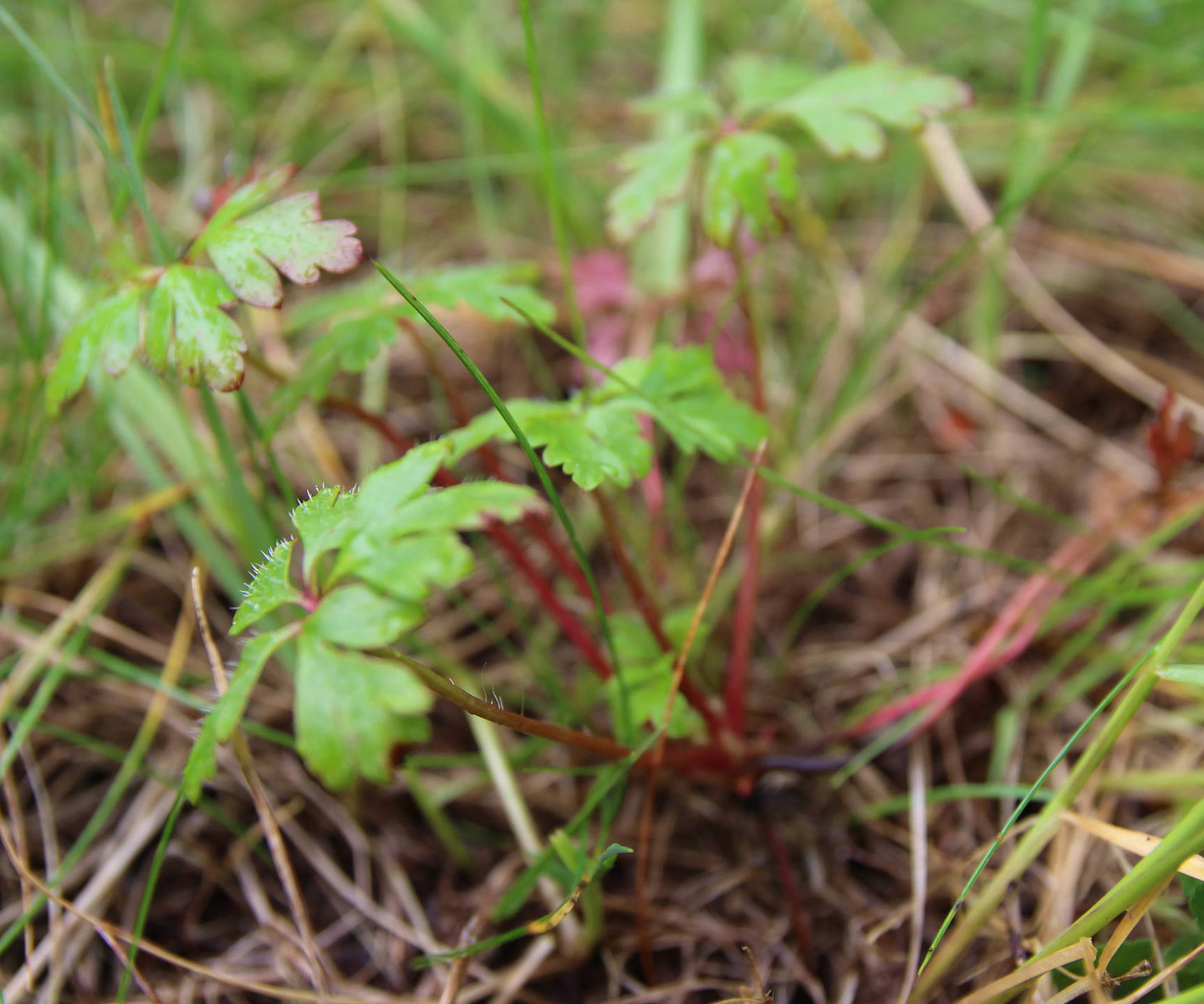 Annexe IMG_9924 herbe à robert vue densemble.jpg