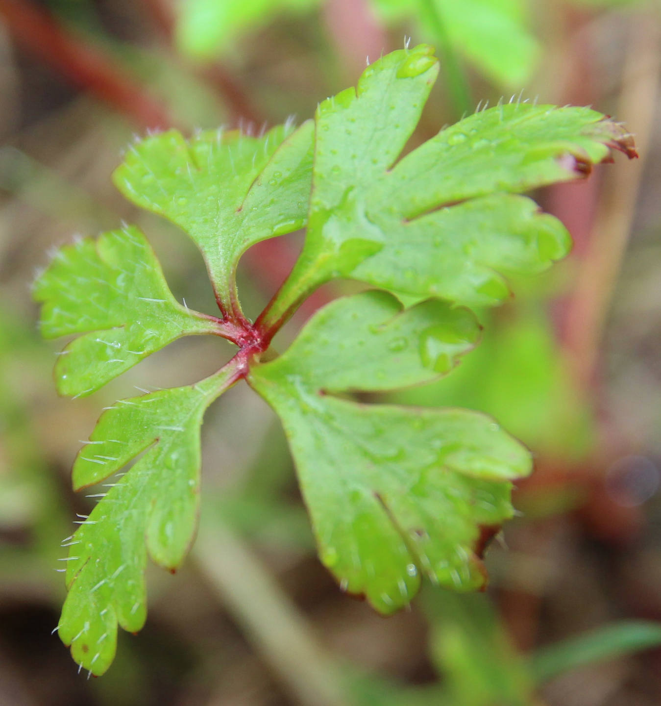 Annexe IMG_9926 feuille herbe à robert.jpg