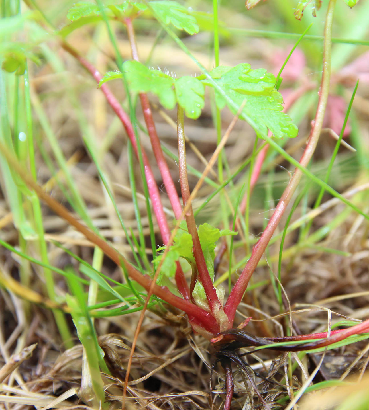 Annexe IMG_9927 herbe à robert tiges et port.jpg
