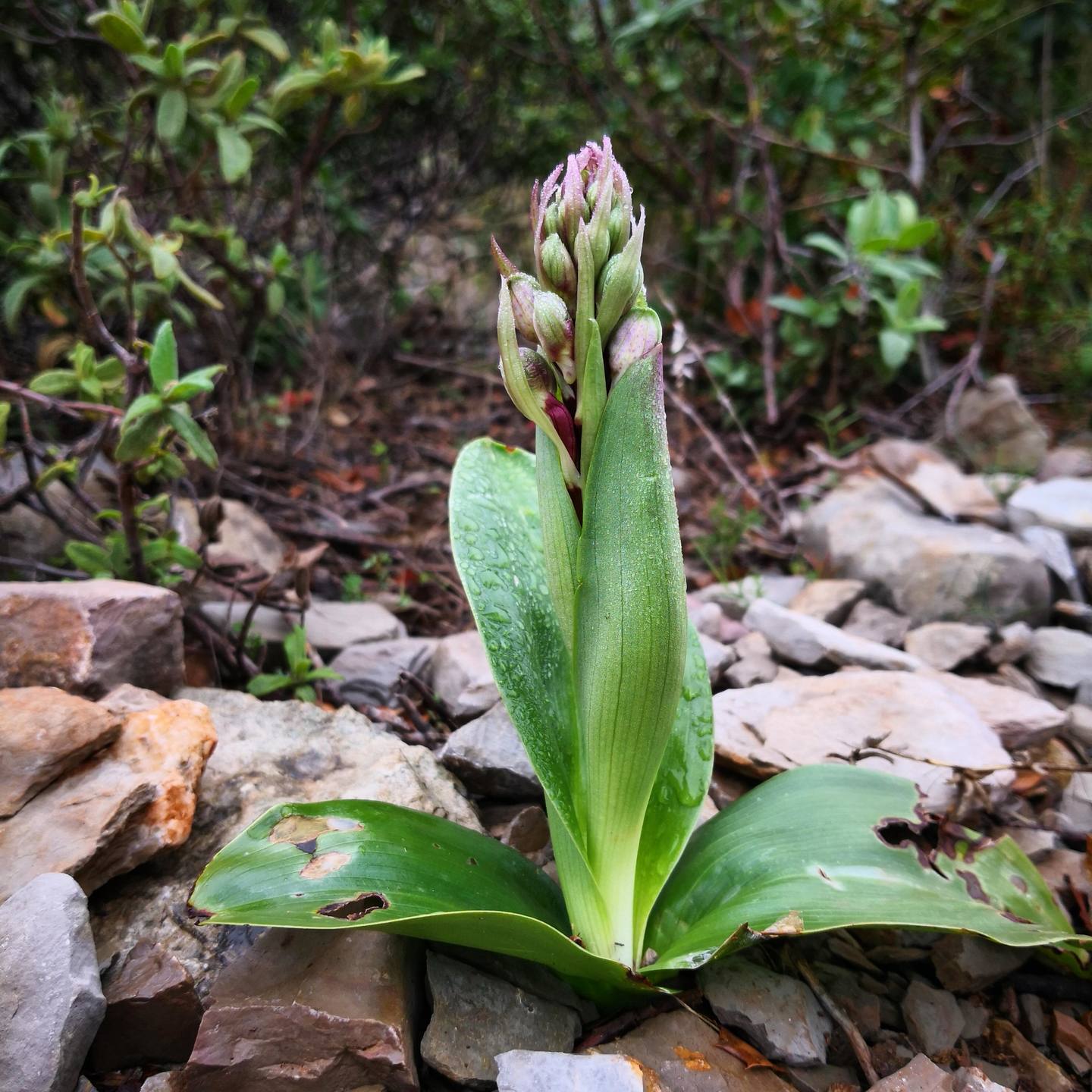 Annexe Barlie de Robert ou Orchis à longues bractées.jpg