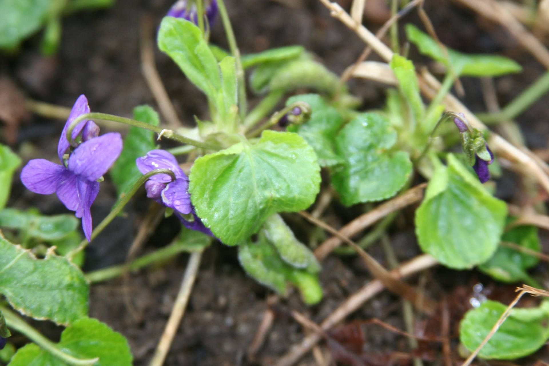 Annexe Viola odorata 1.JPG