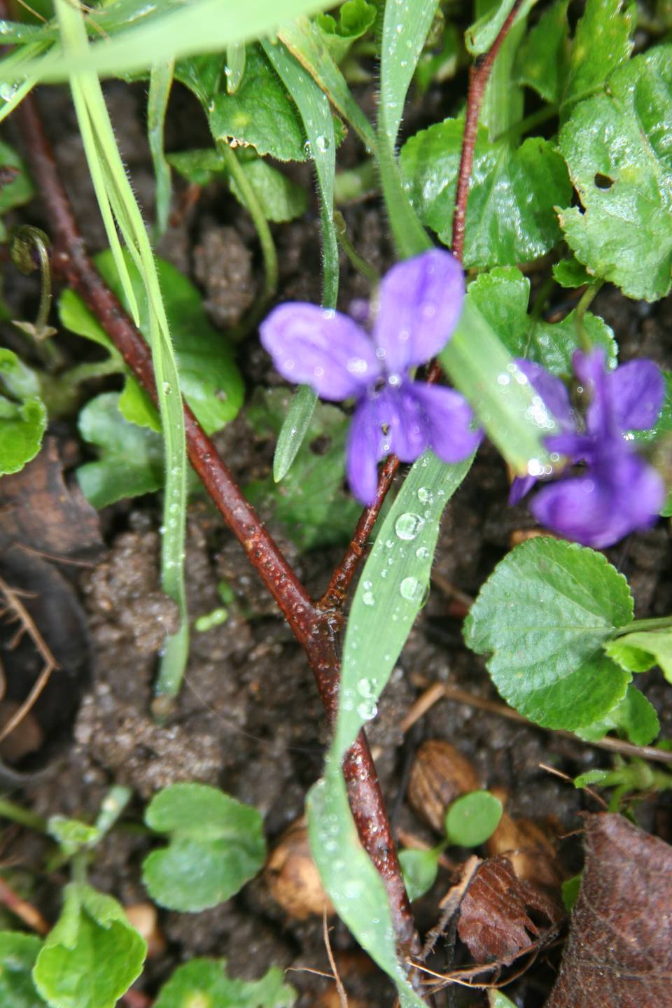 Annexe Viola odorata 2.JPG