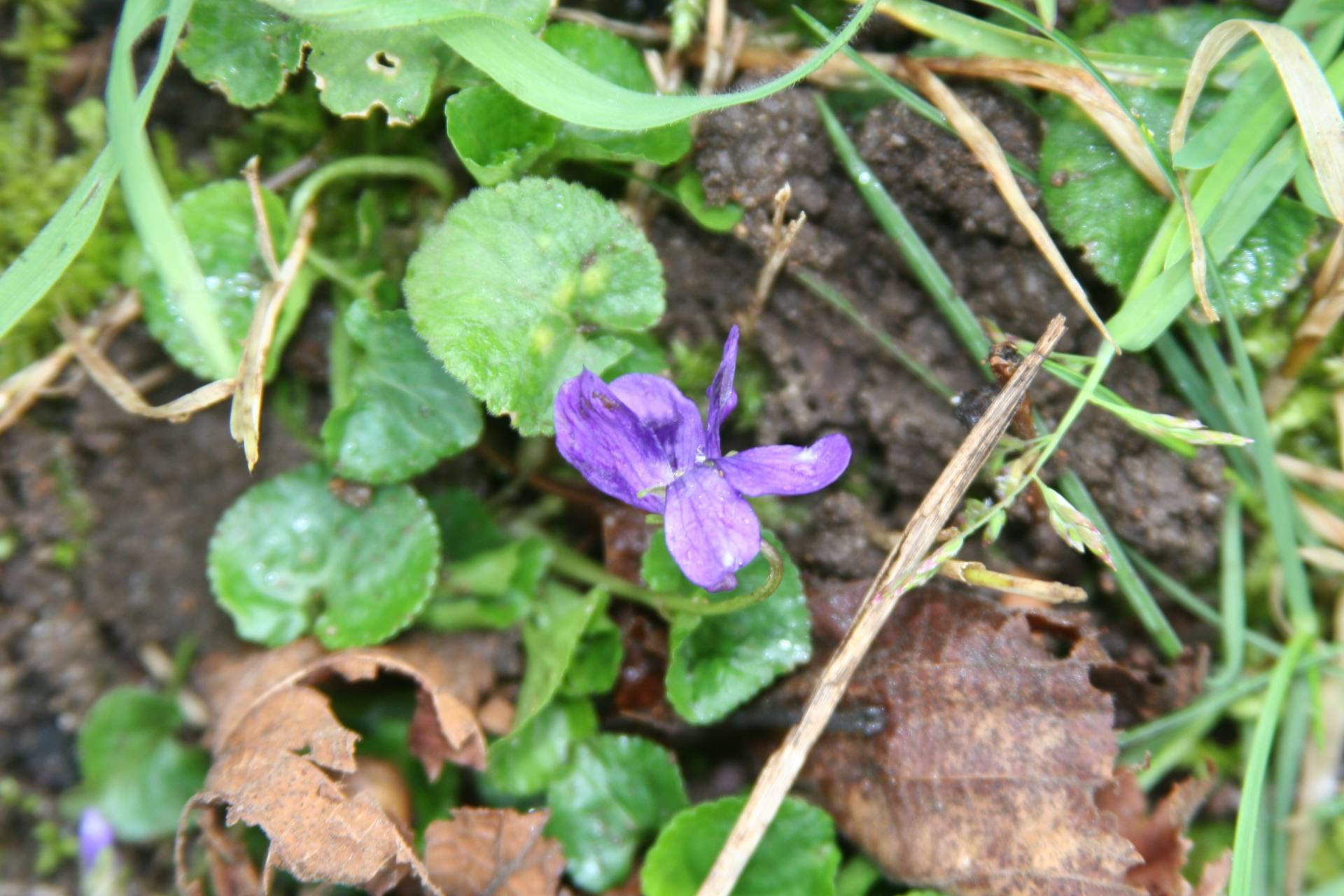 Annexe Violo odorata 3.JPG