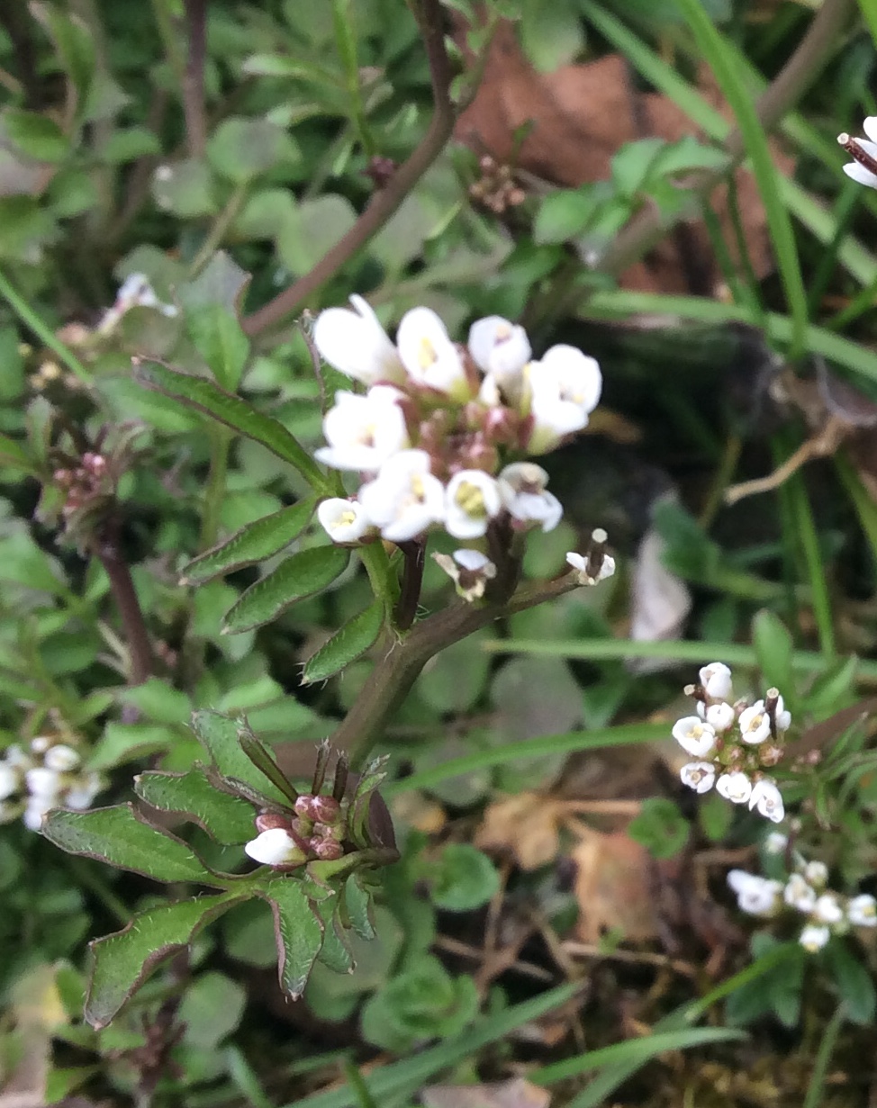 Annexe E9BAA6B7-47C9-40C7-A46C-0E1E9A3DC945.jpeg