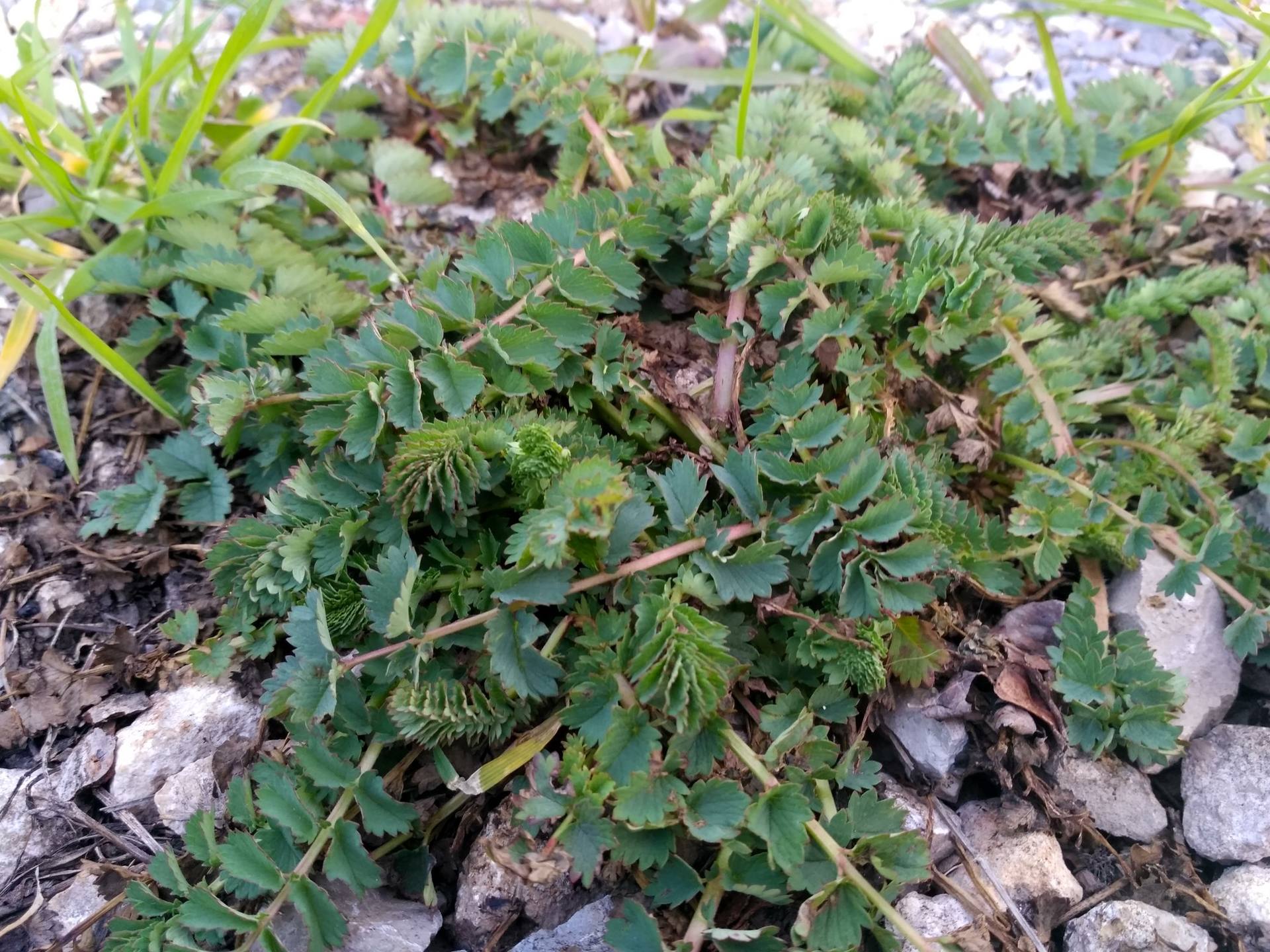 Annexe IMG_20180327_191049_HDR.jpg