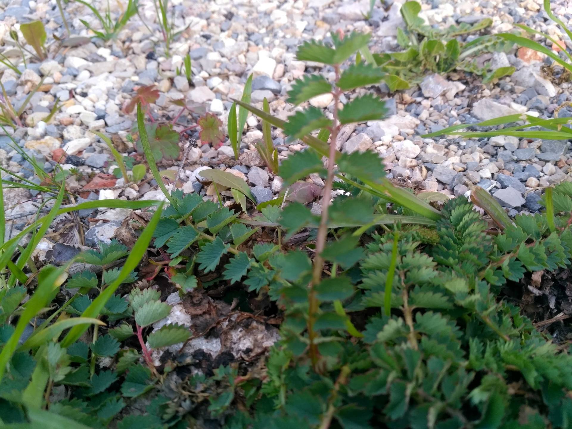 Annexe IMG_20180327_191112_HDR.jpg