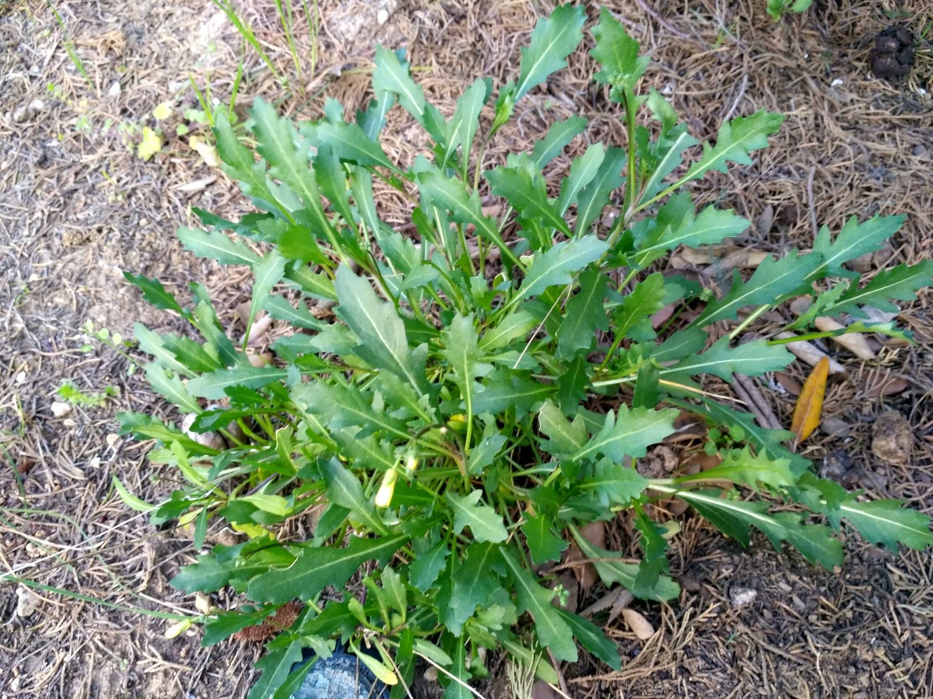 Annexe IMG_20180327_191344_HDR.jpg