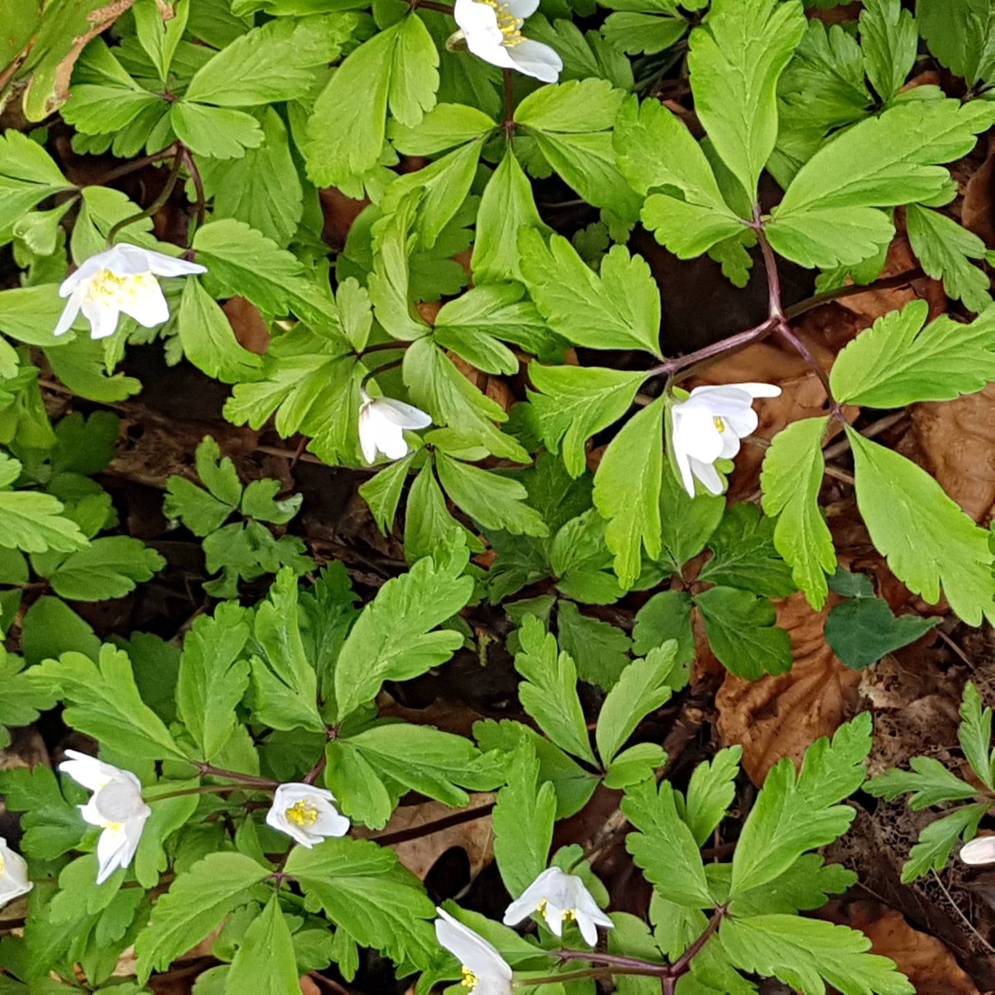 Annexe Anémone Sauvage