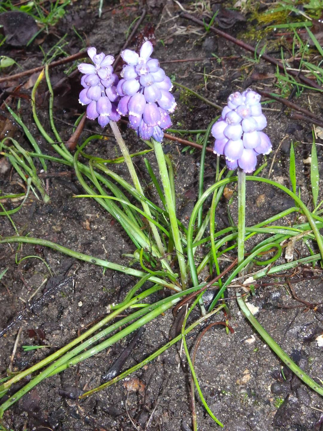Annexe 2018 03 27 Muscari en pied compressé.jpg