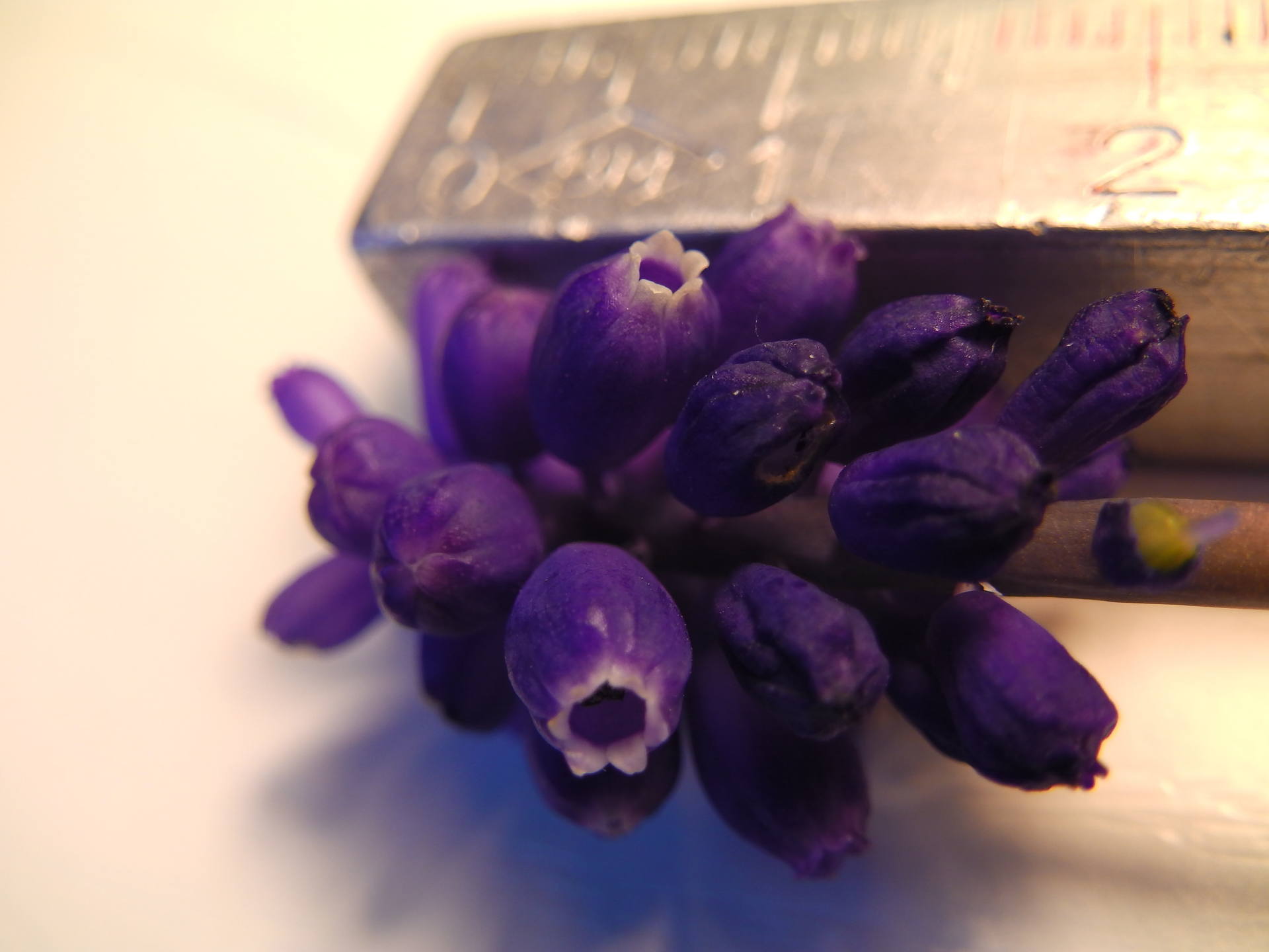 Annexe Muscari et règle.JPG