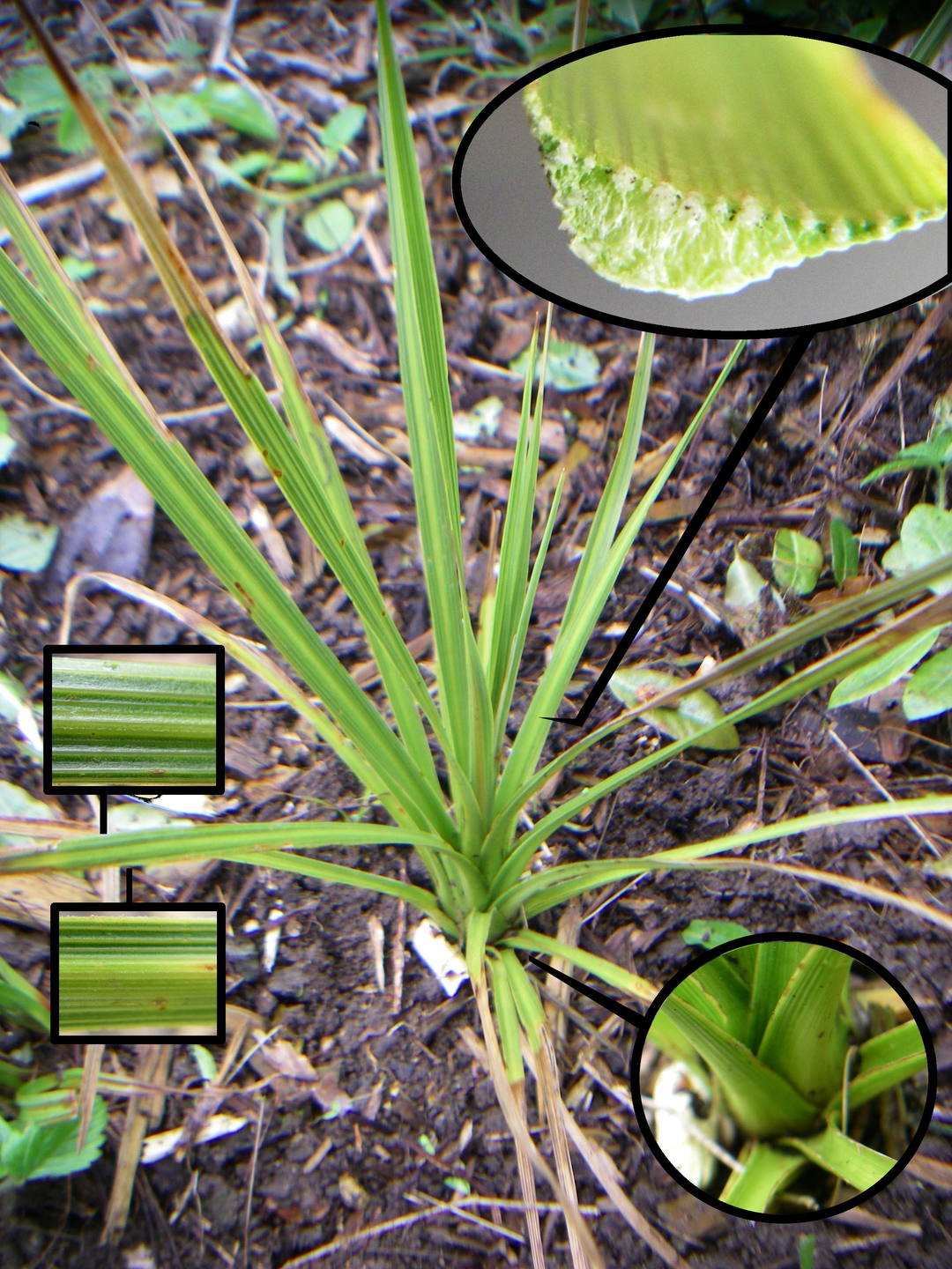 Annexe vraie_fausse_sauvage.jpg