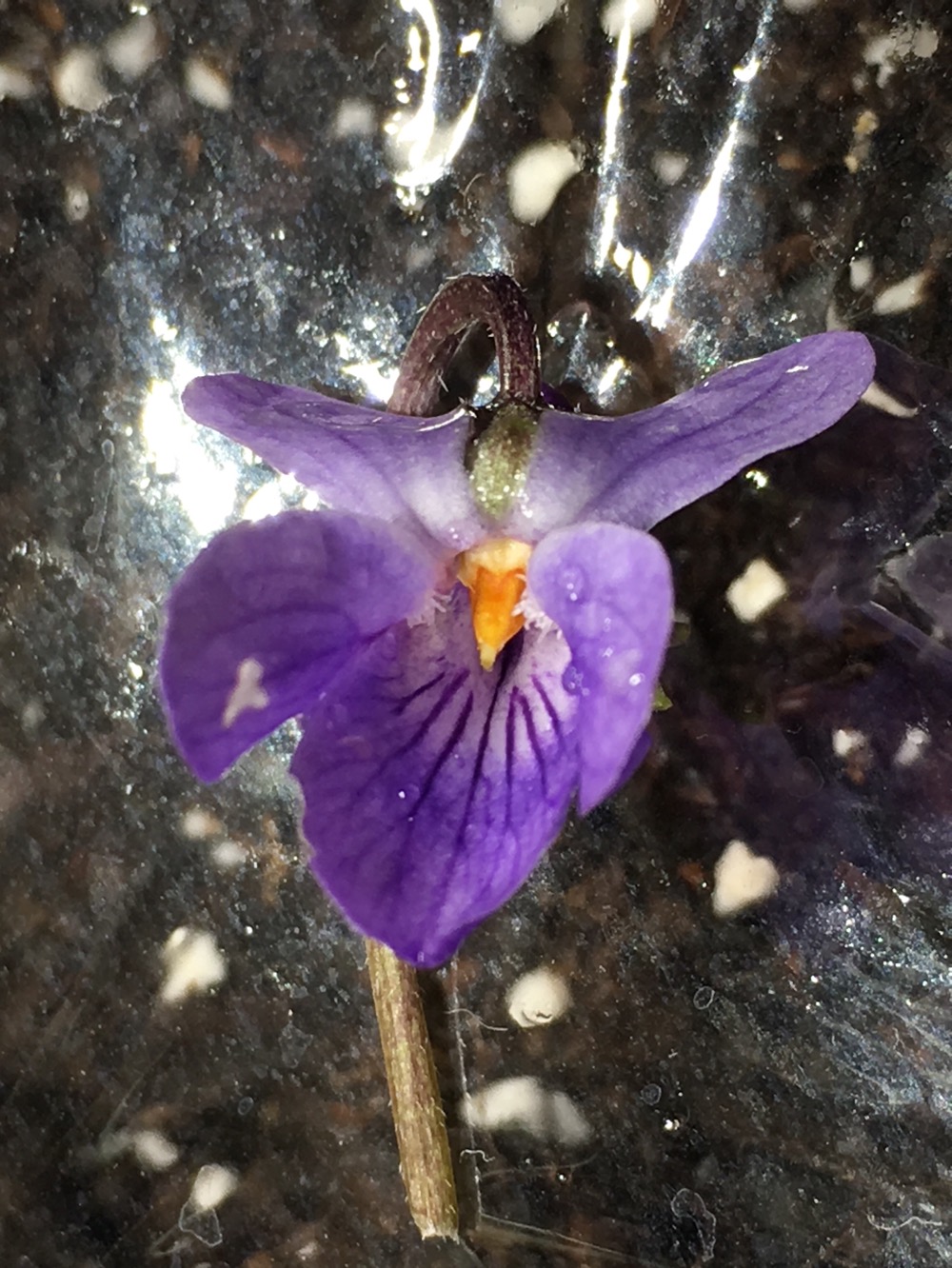 Annexe 57C56D3D-A90B-468D-862C-EA57A69884B6.jpeg