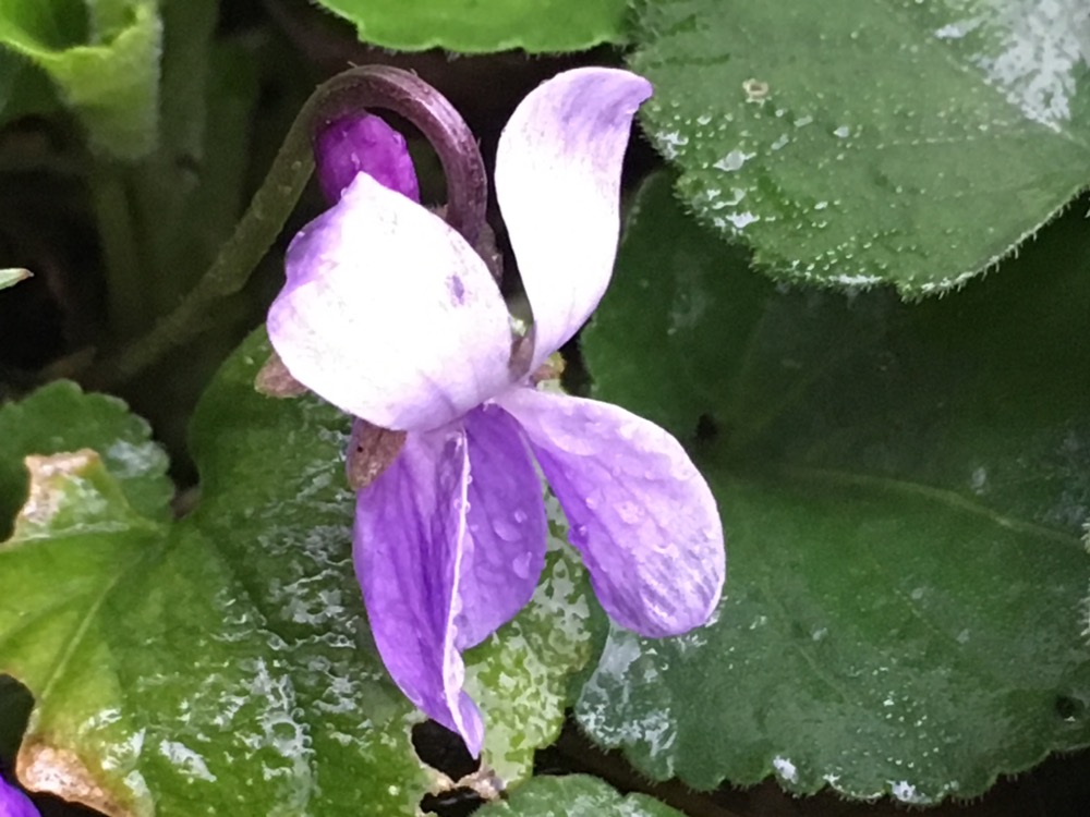 Annexe F2E4FCAC-CE63-4840-AEE3-88894A3D8020.jpeg